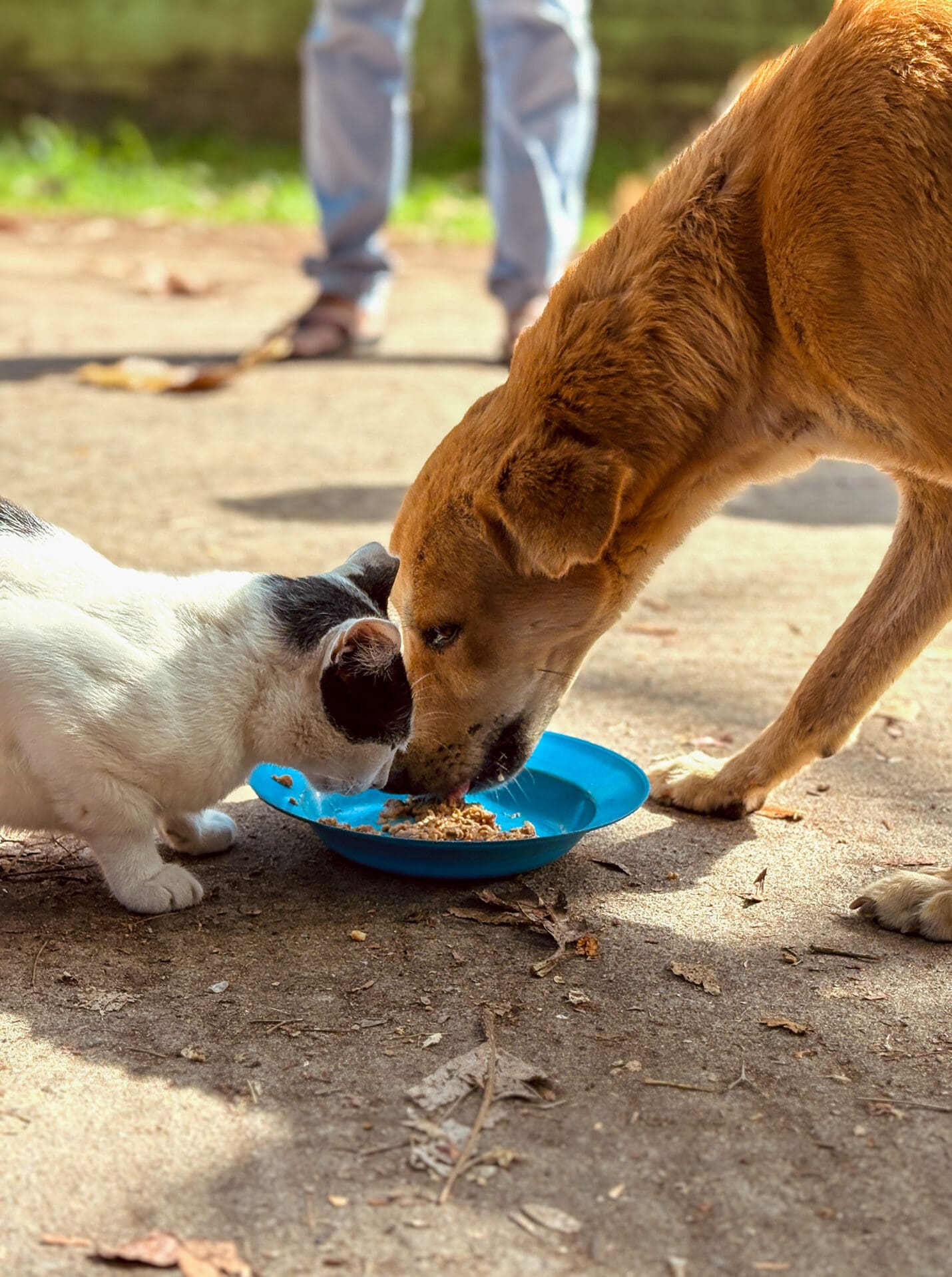 A light brown dog and a black and white cat are sharing a bowl of food on the street.