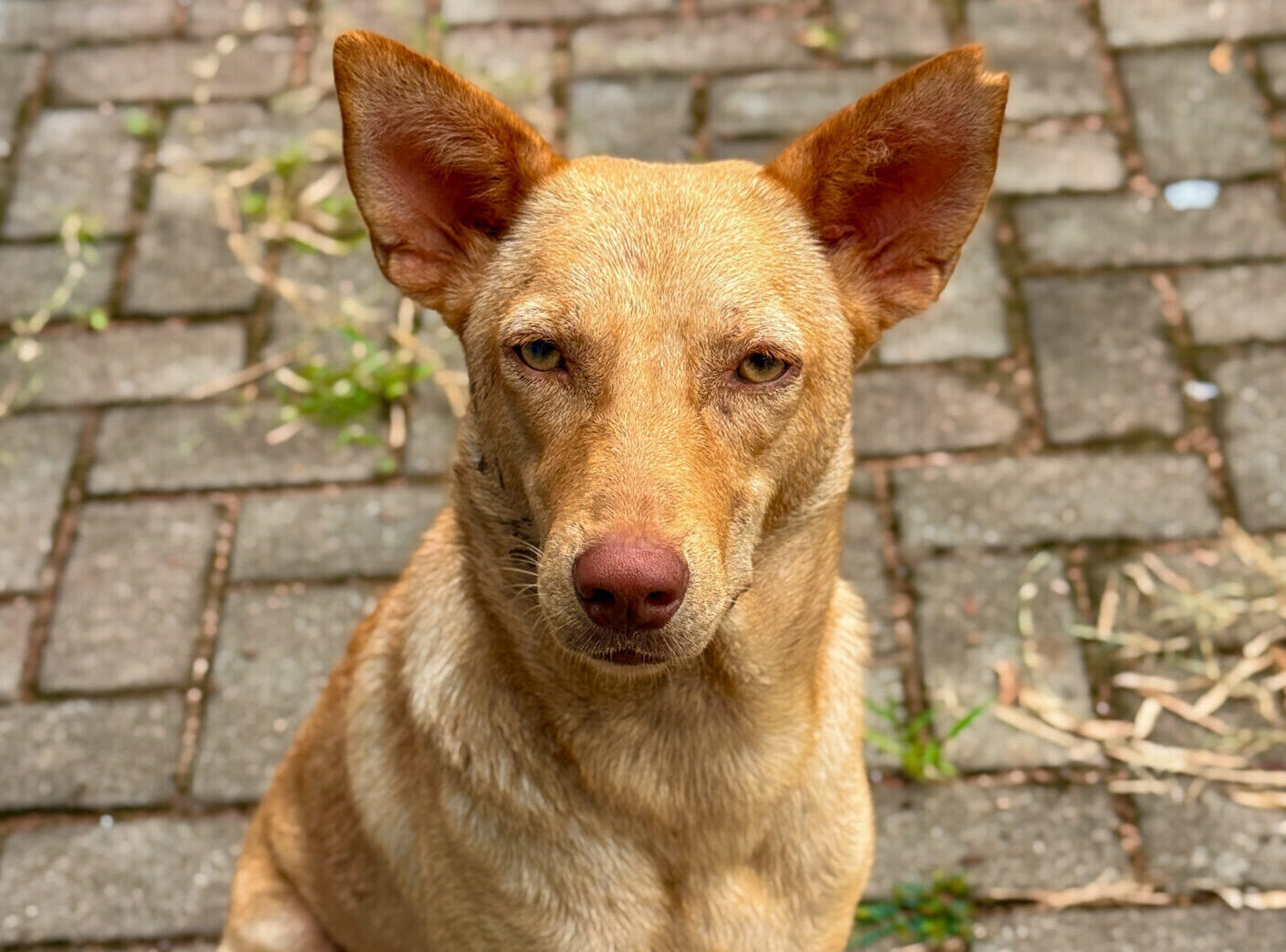 Close-up of a light brown dog on thee street with pointy ears looking into the camera.